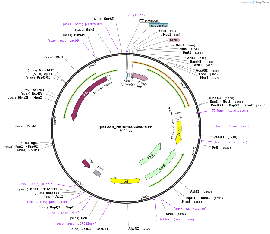 234486-plasmid-map-sequence-id-471038