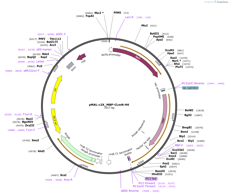 234487-plasmid-map-sequence-id-471039