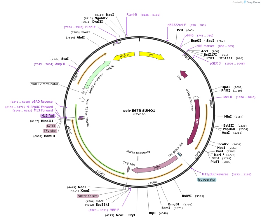 221072-plasmid-map-sequence-id-471040