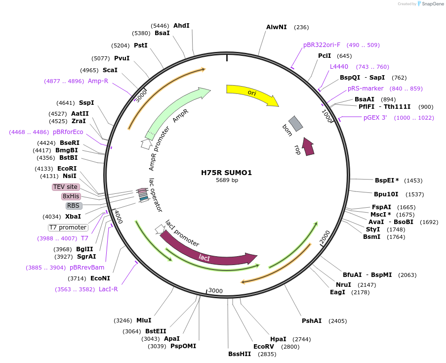 221060-plasmid-map-sequence-id-471041