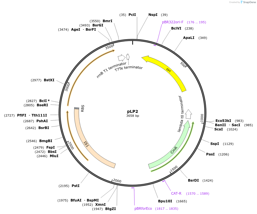 209989-plasmid-map-sequence-id-471043