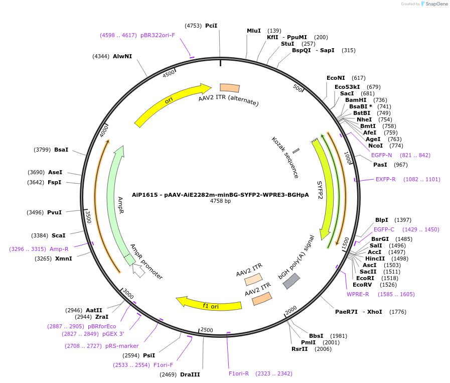 230676-plasmid-map-sequence-id-471047