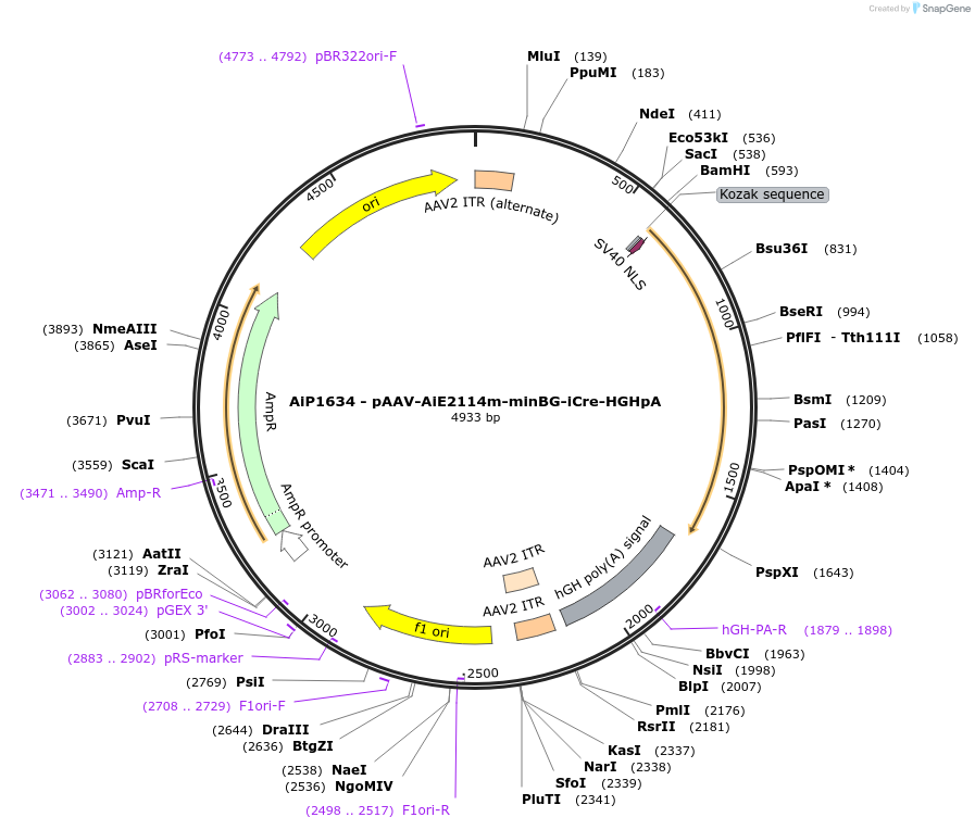 230679-plasmid-map-sequence-id-471048