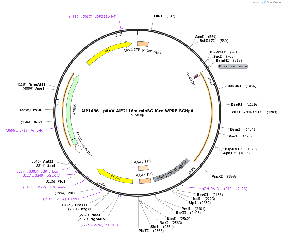 230681-plasmid-map-sequence-id-471049