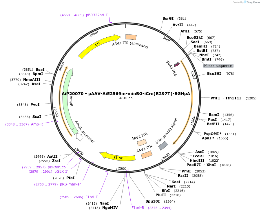 230795-plasmid-map-sequence-id-471051