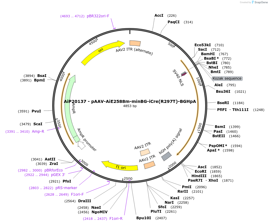230799-plasmid-map-sequence-id-471053