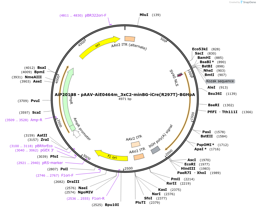 230800-plasmid-map-sequence-id-471054