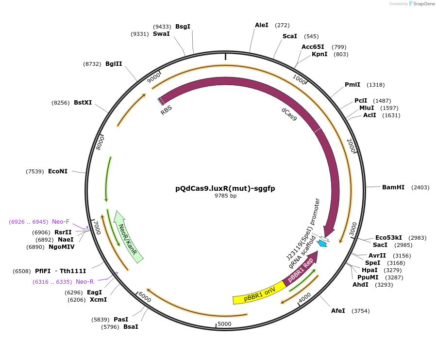 236185-plasmid-map-sequence-id-471055