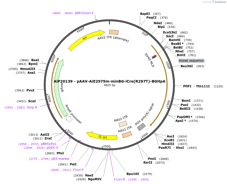 230801-plasmid-map-sequence-id-471056