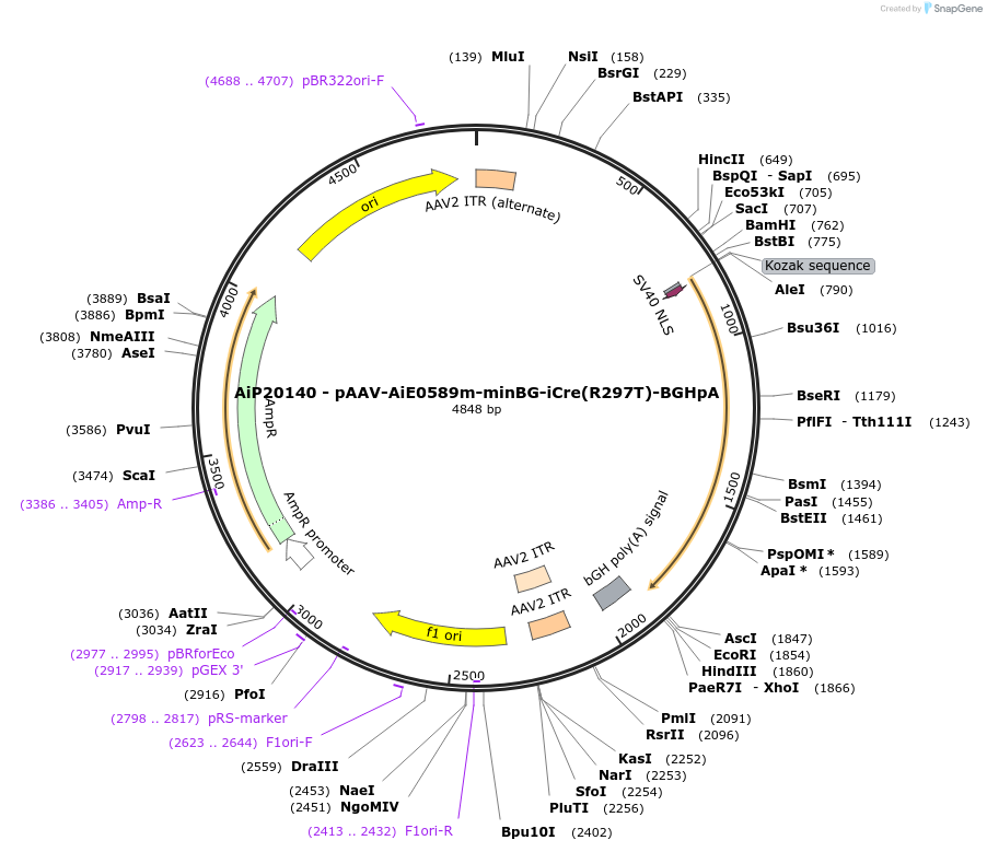 230802-plasmid-map-sequence-id-471057