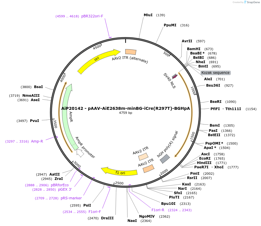 230803-plasmid-map-sequence-id-471058