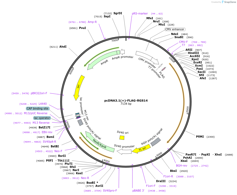 236567-plasmid-map-sequence-id-471064