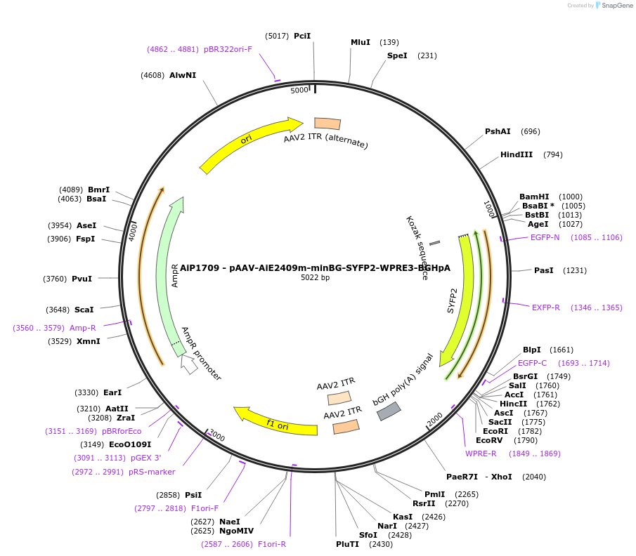 230698-plasmid-map-sequence-id-471066