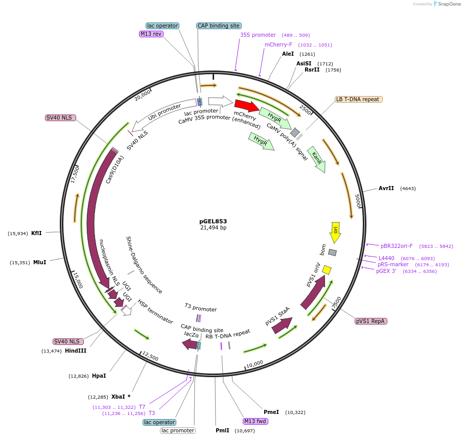 214253-plasmid-map-sequence-id-471068
