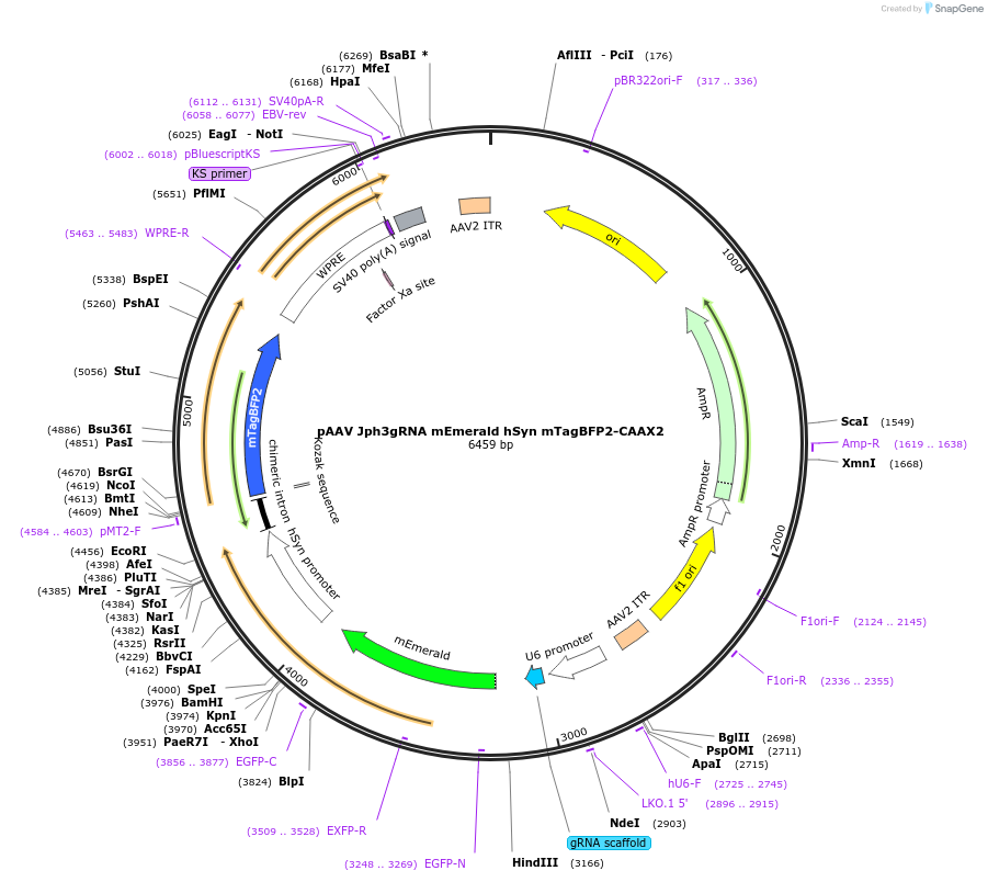 236246-plasmid-map-sequence-id-471080