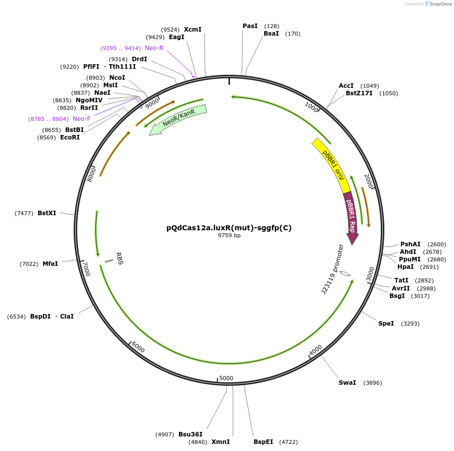 236043-plasmid-map-sequence-id-471082