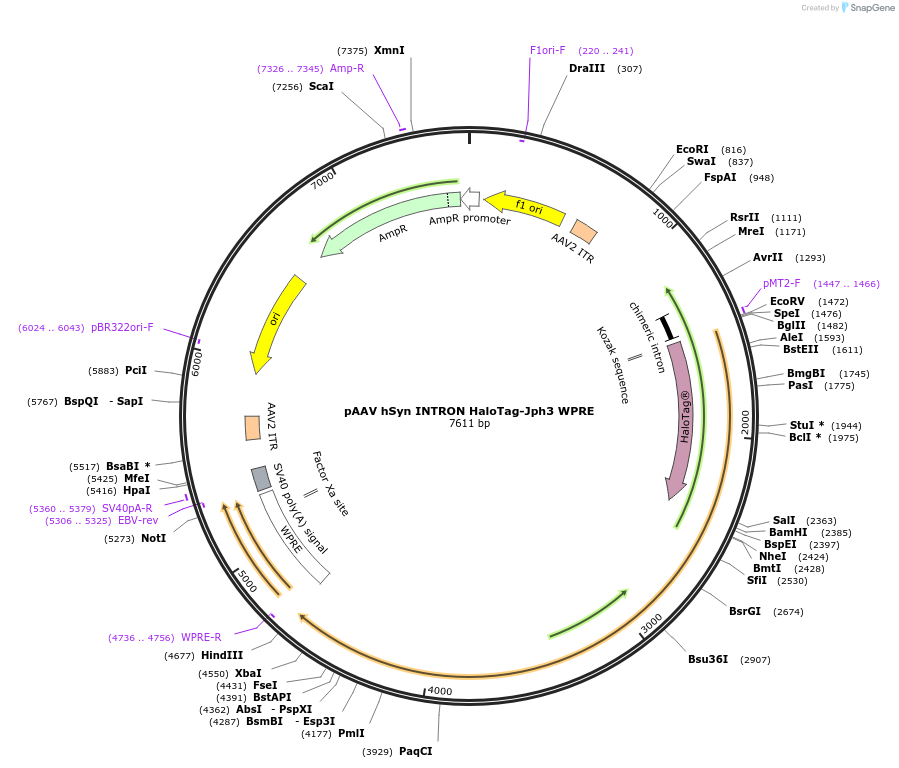 236238-plasmid-map-sequence-id-471083