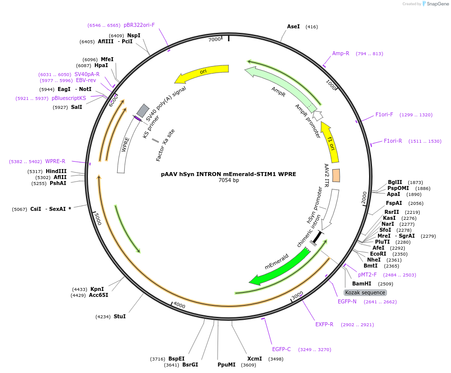 236234-plasmid-map-sequence-id-471085