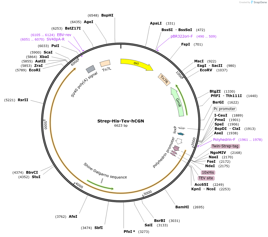 236512-plasmid-map-sequence-id-471086