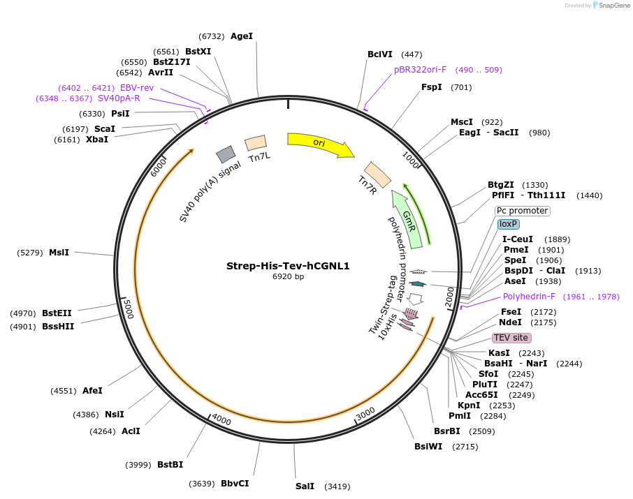 236520-plasmid-map-sequence-id-471088