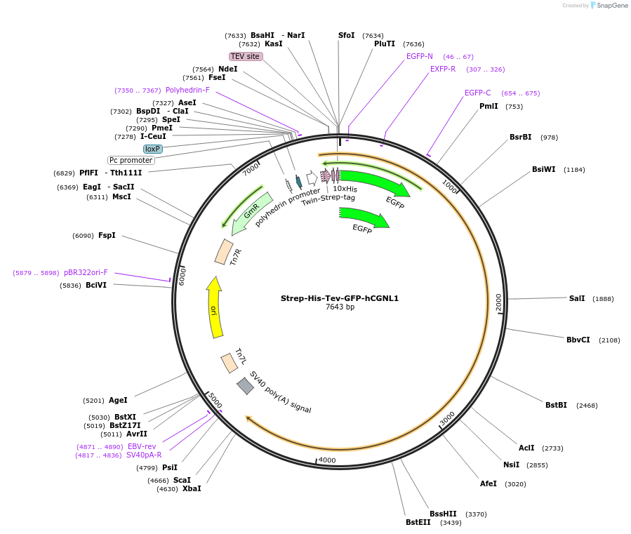 236521-plasmid-map-sequence-id-471089