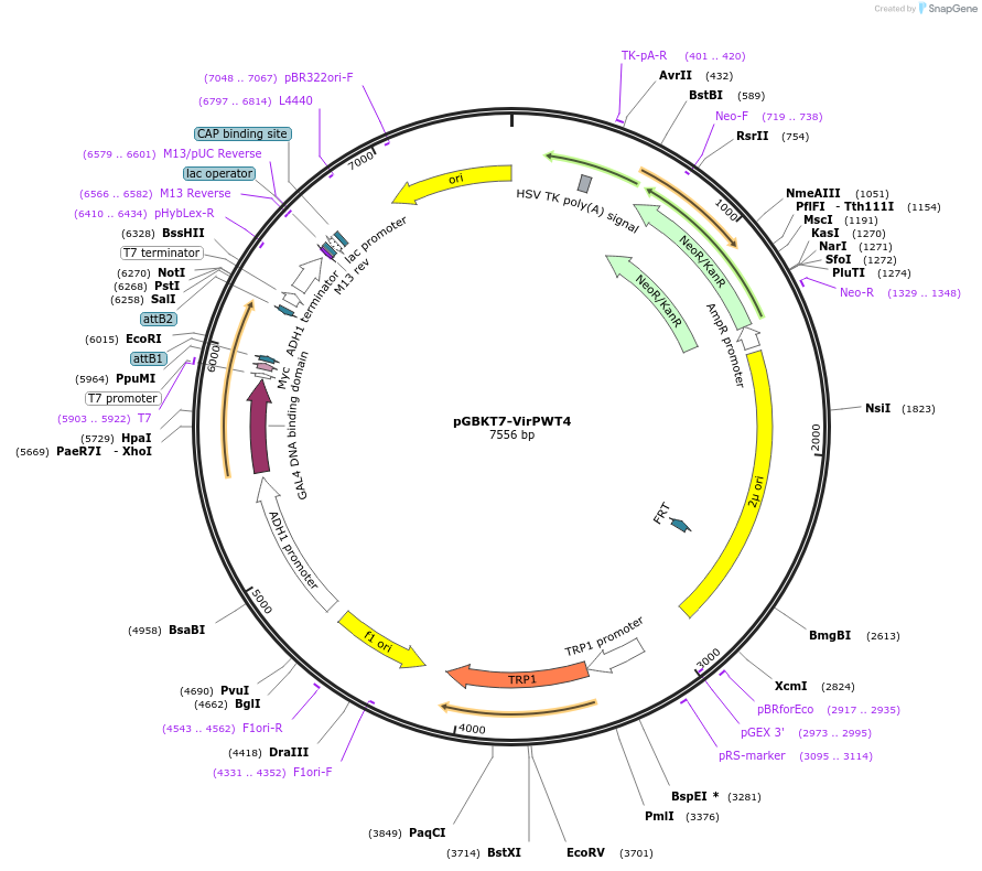 237528-plasmid-map-sequence-id-471094