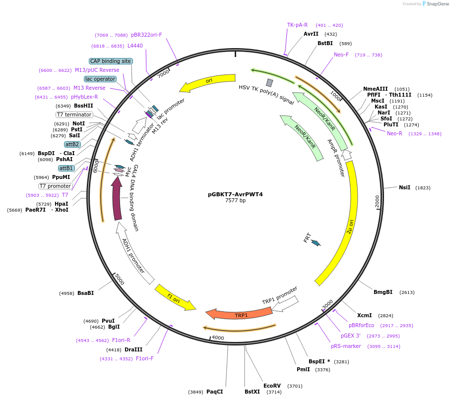 237527-plasmid-map-sequence-id-471095