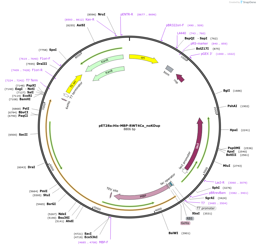 237535-plasmid-map-sequence-id-471096