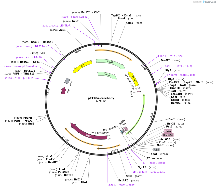 236738-plasmid-map-sequence-id-471097