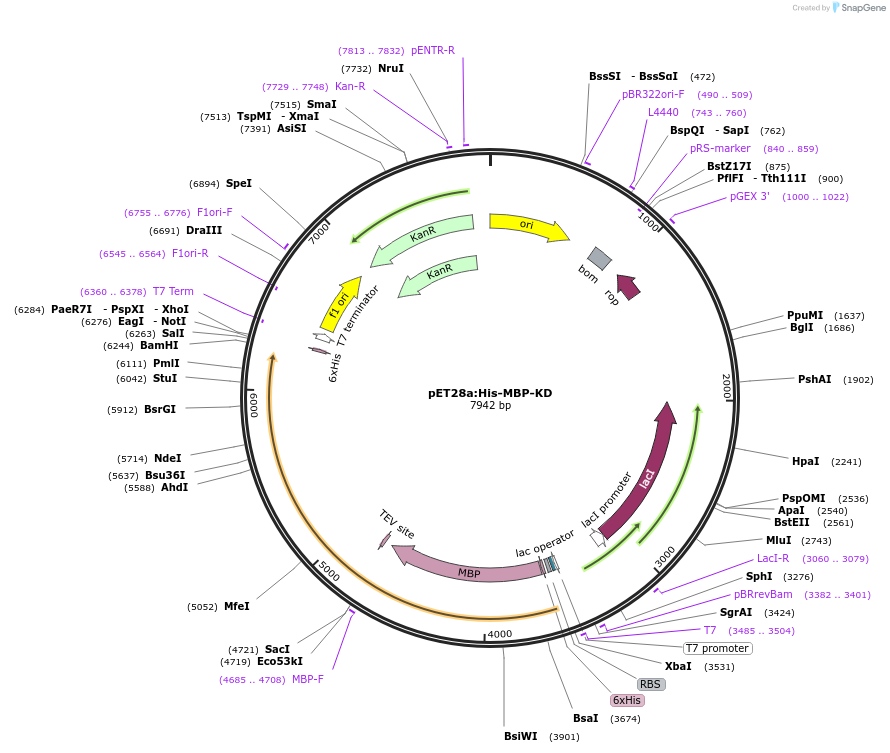 237520-plasmid-map-sequence-id-471101