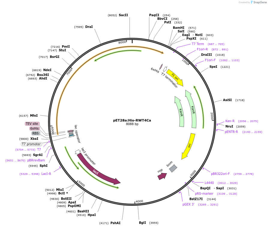 237519-plasmid-map-sequence-id-471103