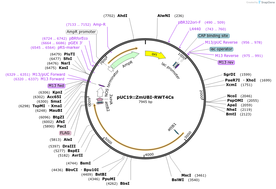 237510-plasmid-map-sequence-id-471106