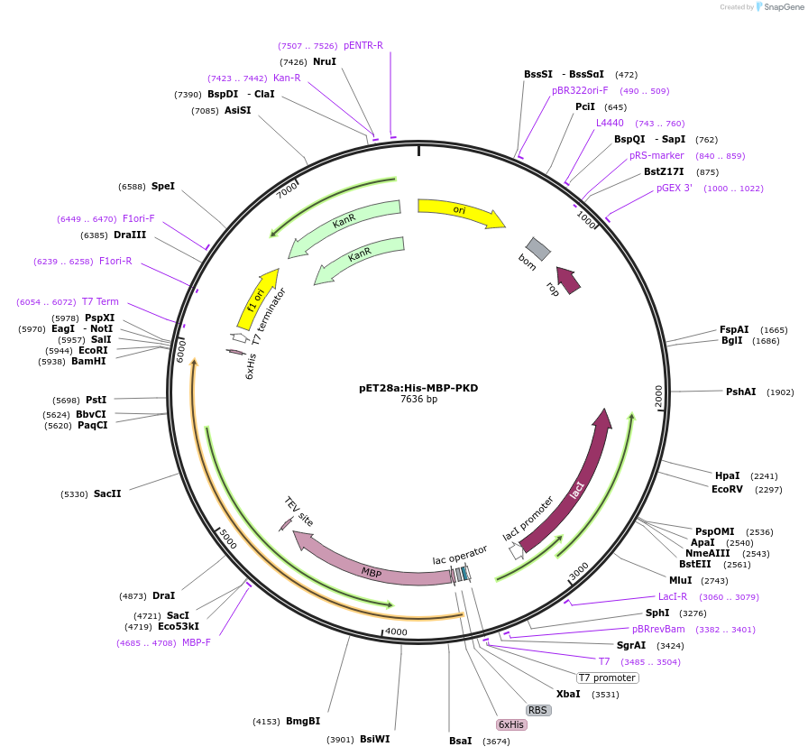 237521-plasmid-map-sequence-id-471108