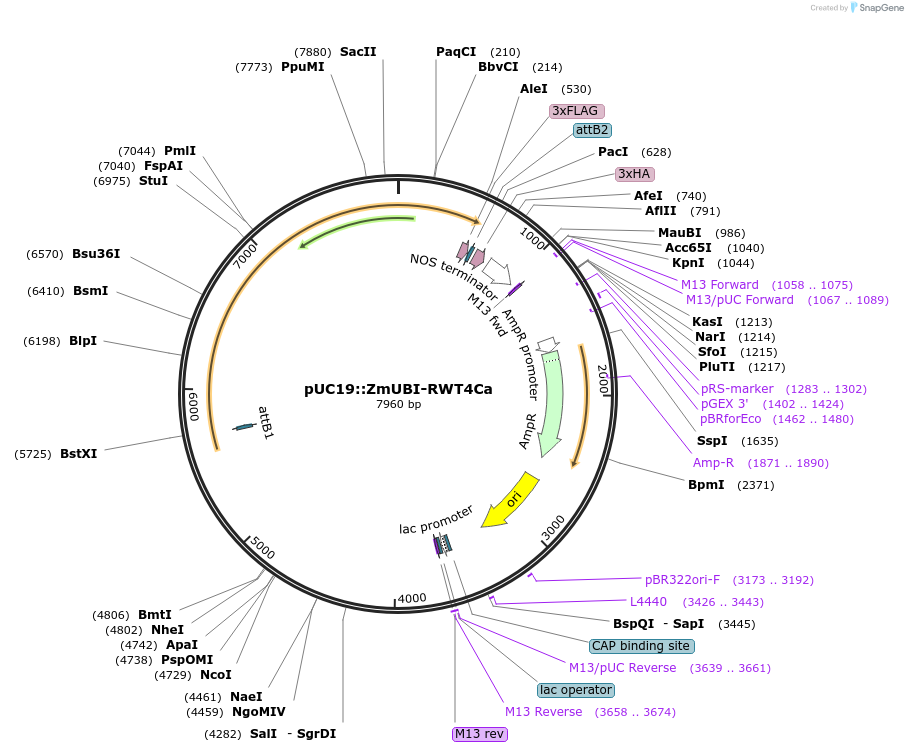 237509-plasmid-map-sequence-id-471109
