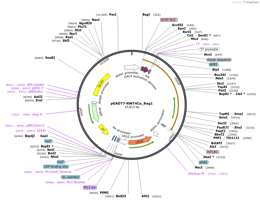 237525-plasmid-map-sequence-id-471111