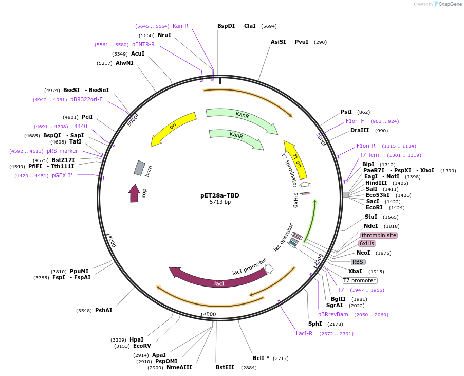 236737-plasmid-map-sequence-id-471112