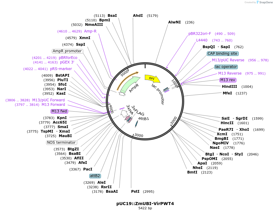 237517-plasmid-map-sequence-id-471114