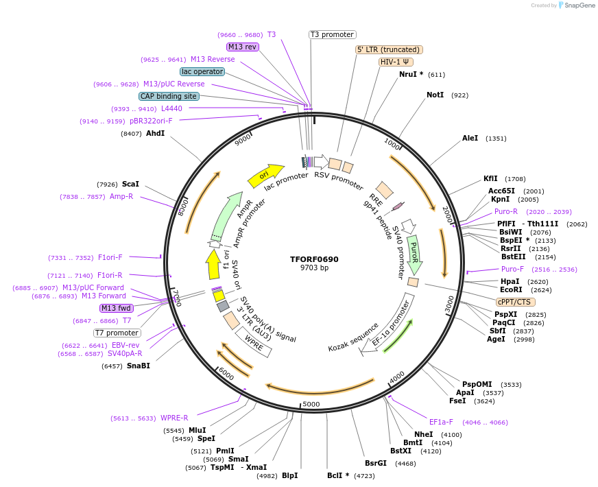 142676-plasmid-map-sequence-id-471118
