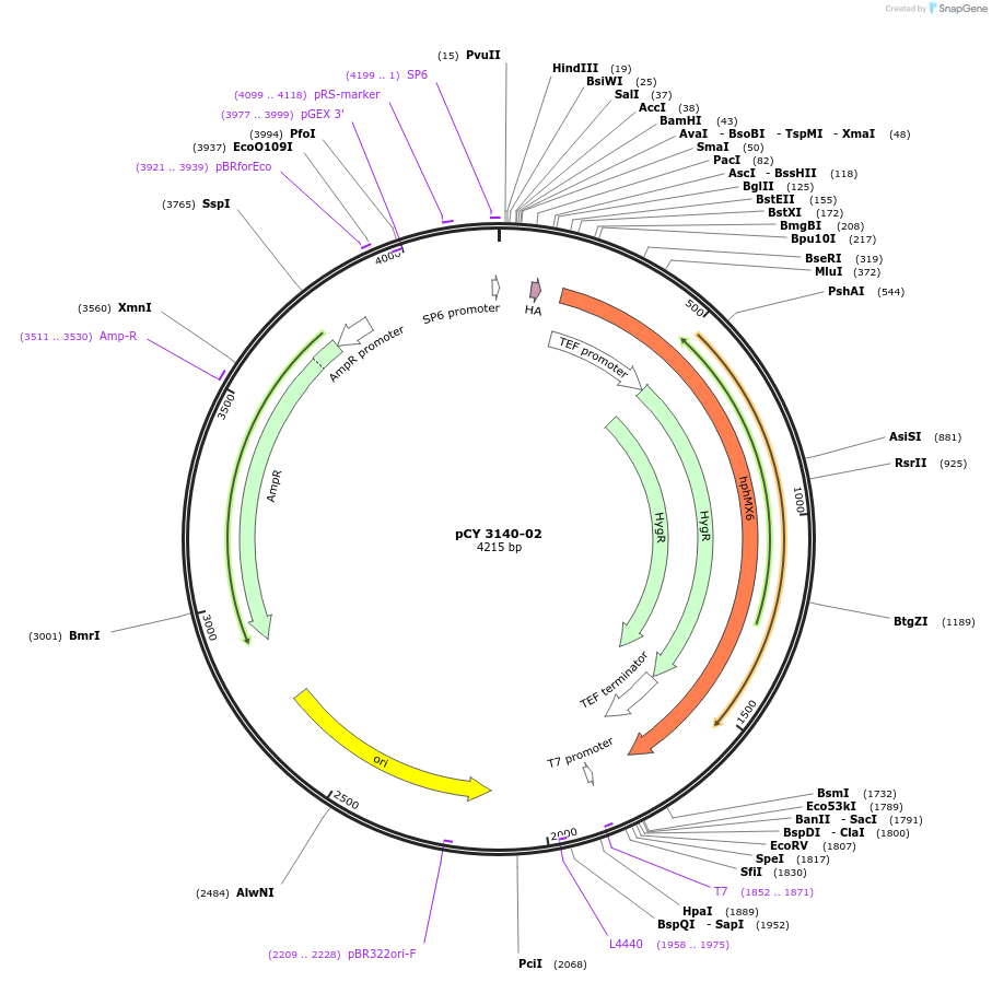 36242-plasmid-map-sequence-id-47112