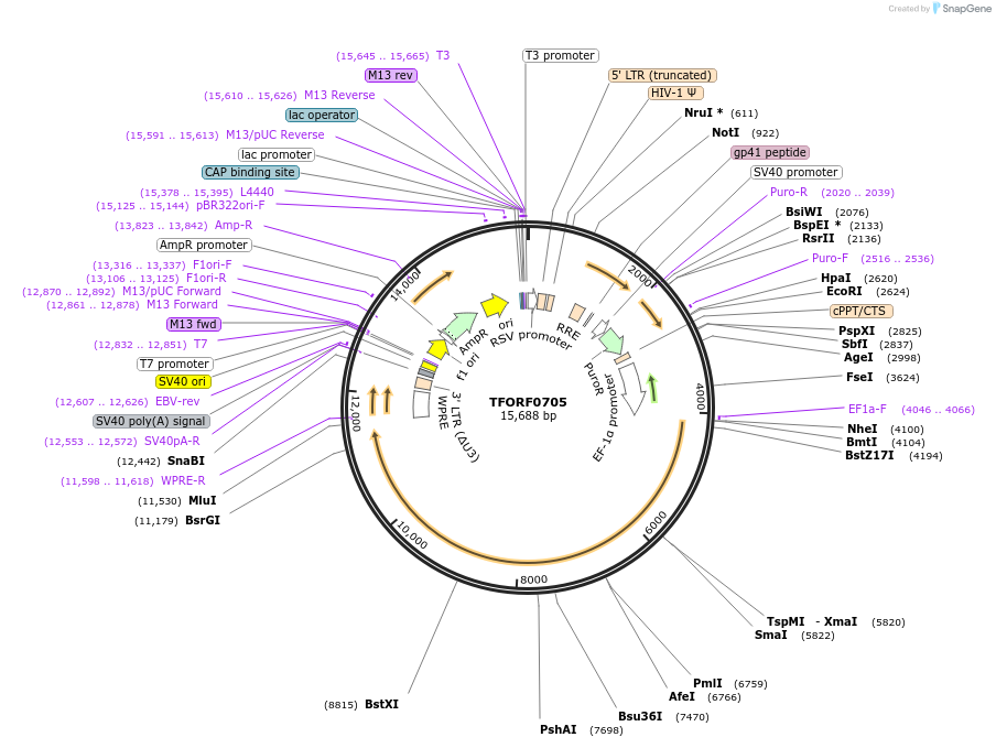 143727-plasmid-map-sequence-id-471125