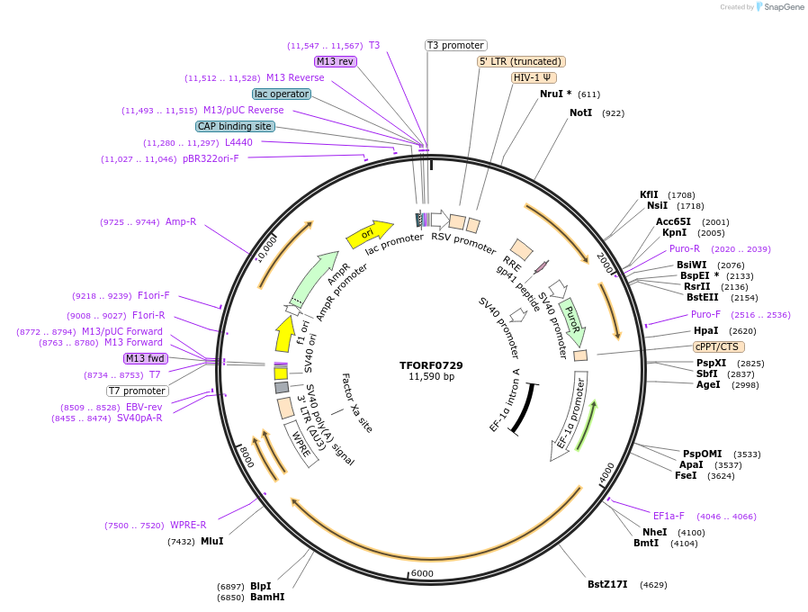 143728-plasmid-map-sequence-id-471126