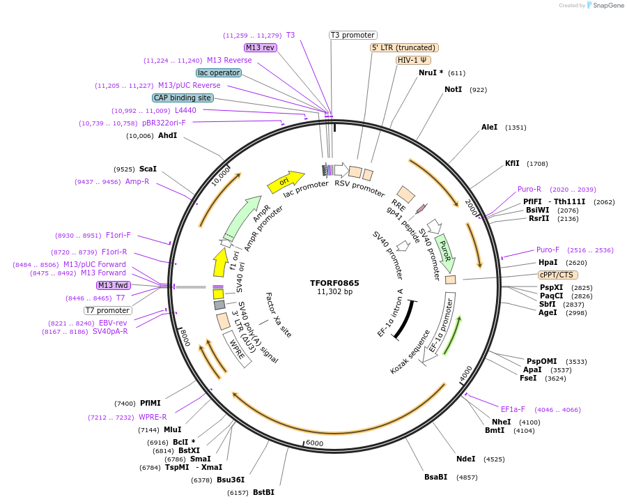 143733-plasmid-map-sequence-id-471129