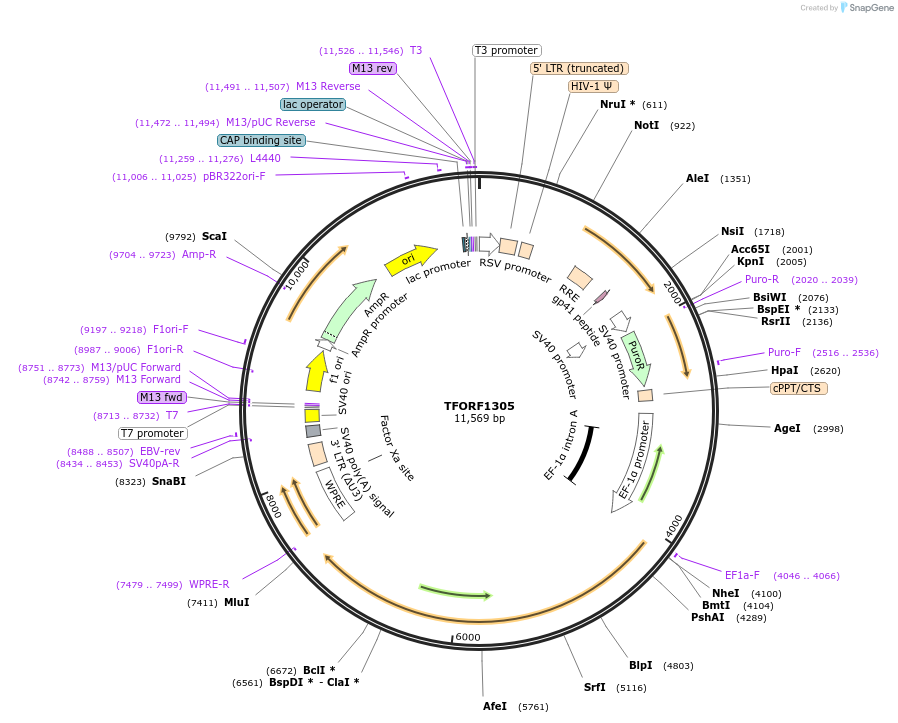 143785-plasmid-map-sequence-id-471133