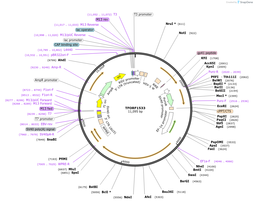 143822-plasmid-map-sequence-id-471135