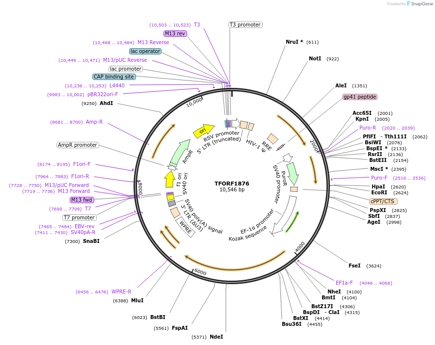 143858-plasmid-map-sequence-id-471136