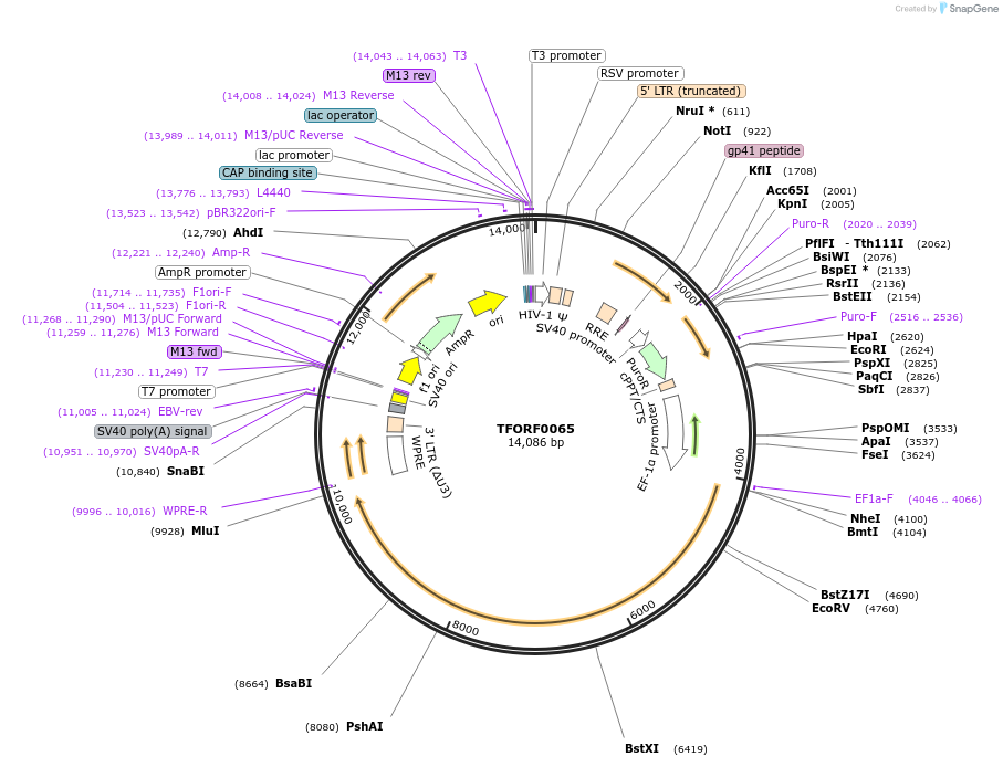 143873-plasmid-map-sequence-id-471137