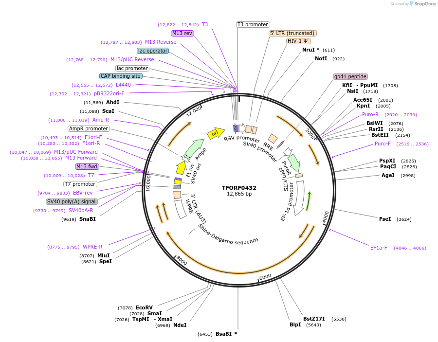143877-plasmid-map-sequence-id-471138