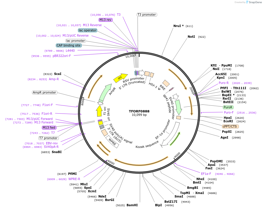 143892-plasmid-map-sequence-id-471139