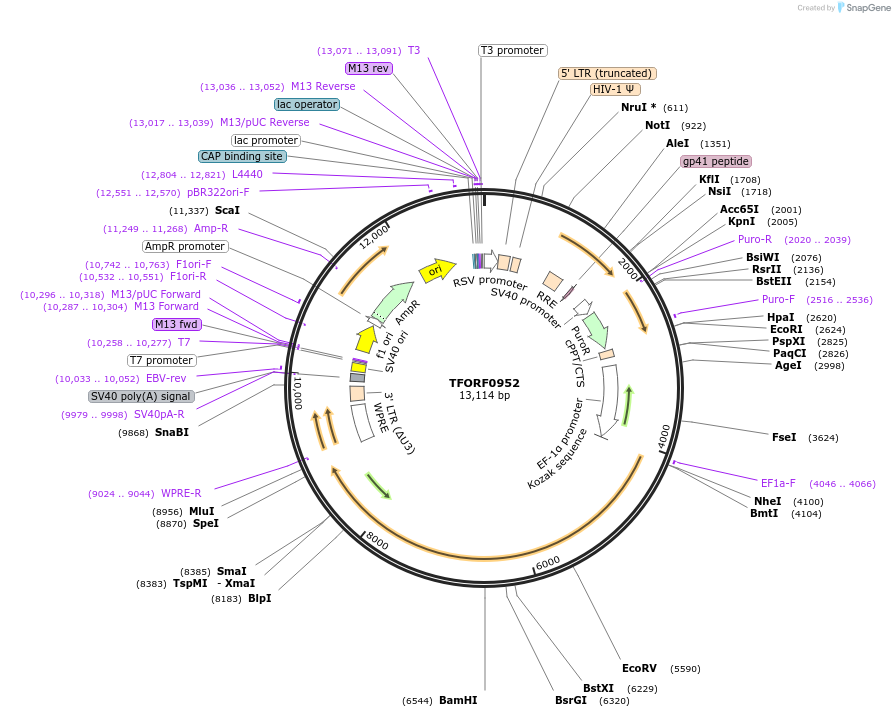 143894-plasmid-map-sequence-id-471140