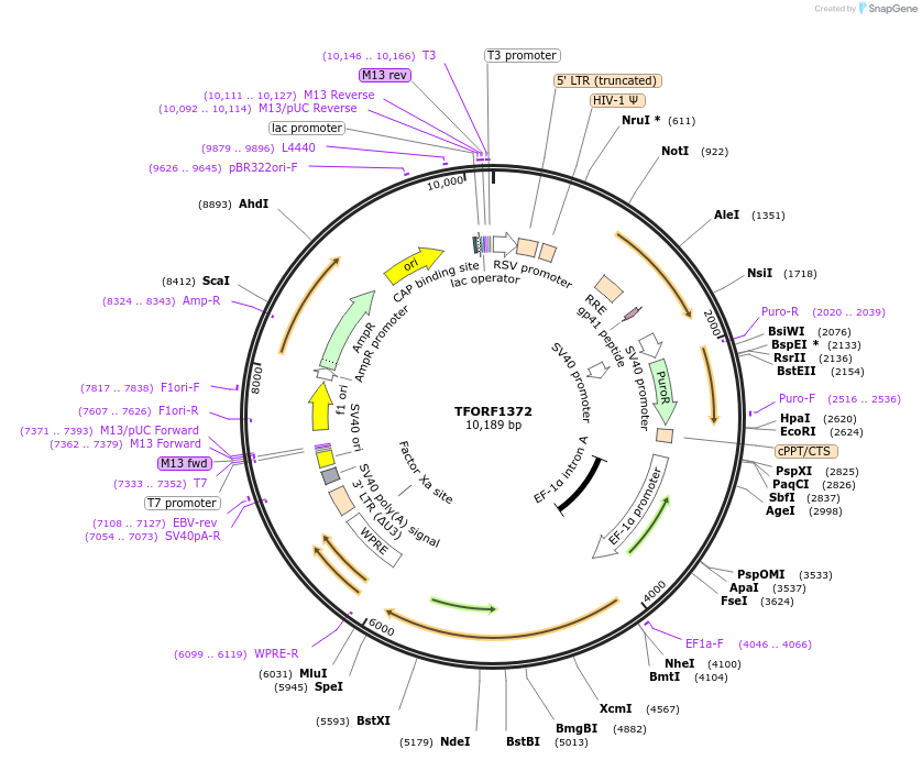 143953-plasmid-map-sequence-id-471144